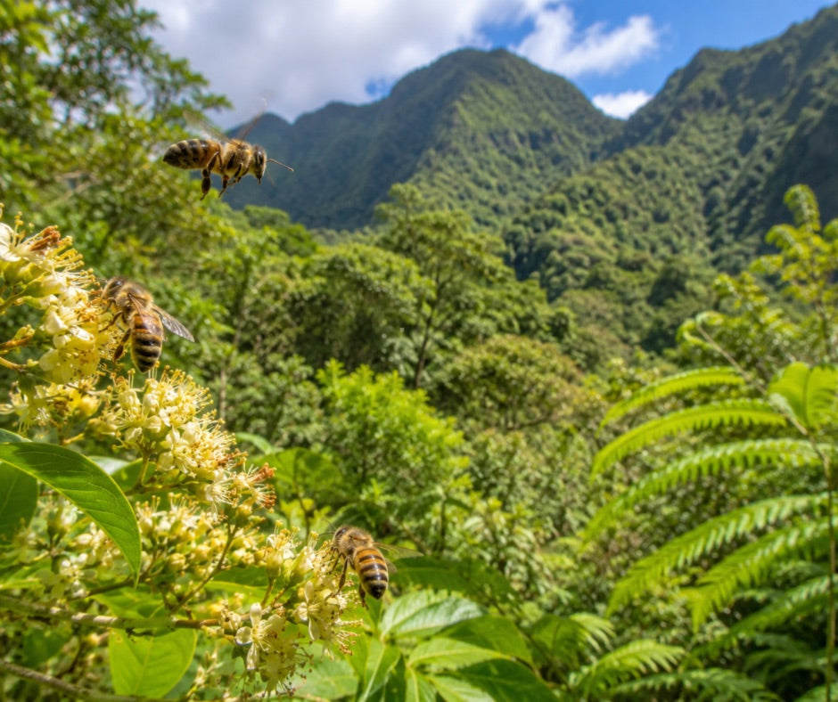 Miel de la Réunion : un trésor naturel au cœur de l’océan Indien